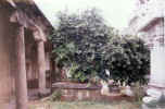 Tamilnadu - Thiruparathikundram 1000 years old tree 448.jpg (100043 bytes)