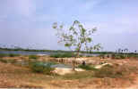 Tamilnadu Thirumalai Surroundings 019.jpg (117136 bytes)