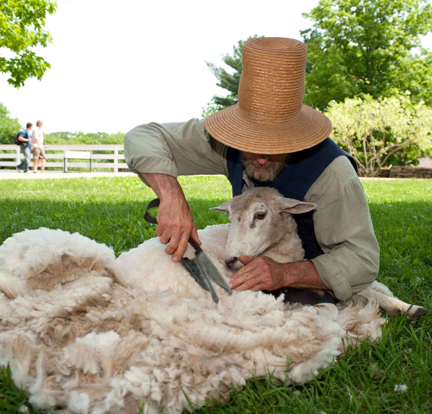 Sheep Wool Shearing Sheep Wool Shearing Sheep